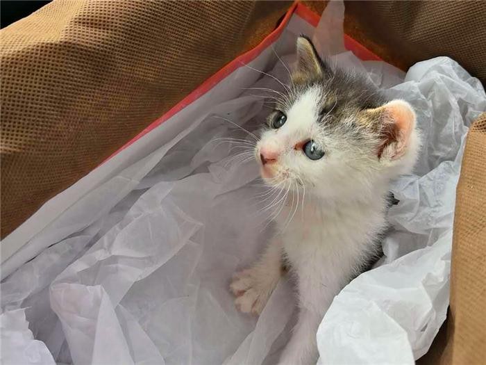 流浪小猫肚胀被忽视，铲屎官为此后悔不已，腹水危险不可不查