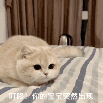 猫咪有这7大信号证明它认你为主人了没白疼！