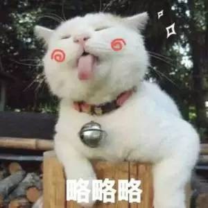 辛辛苦苦给猫取的名字，它却爱答不理！