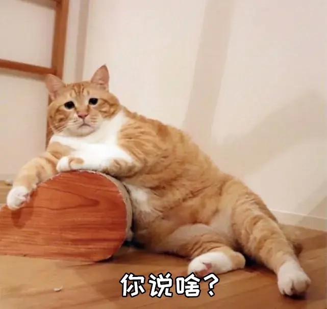 养猫吗爱钱如命还帮你存钱招财的那种！