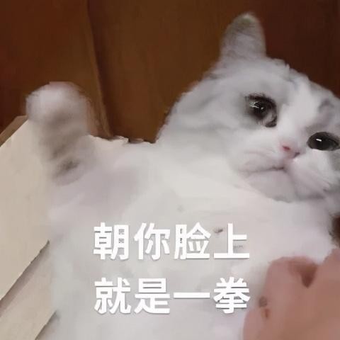 有一只很乖的猫是一种什么体验网友：连我妈都说这猫品德好