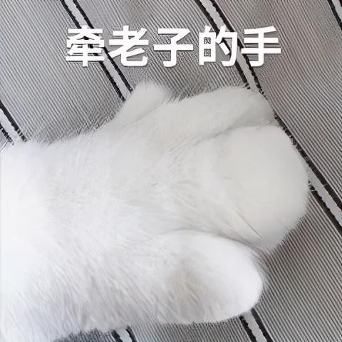 有一只很乖的猫是一种什么体验网友：连我妈都说这猫品德好