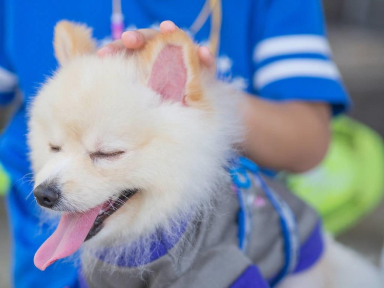 博美犬为什么大受欢迎呢