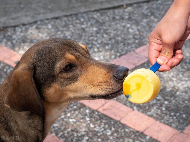 狗狗缺钙的表现及补钙注意事项