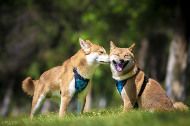 小八究竟是柴犬还是秋田犬？两者应该如何区分？小细节看差别