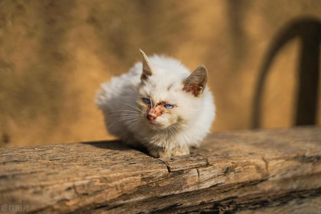 宠物猫变成流浪猫会过什么样的生活可以活多久