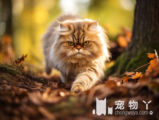 厦门Magic宠物公馆：猫咪运输无忧，品种纯正，服务贴心!